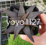 5-7cm Succulent plants Haworthia Haworthiopsiskoelmaniorum potted Garden Plants Garden Plants