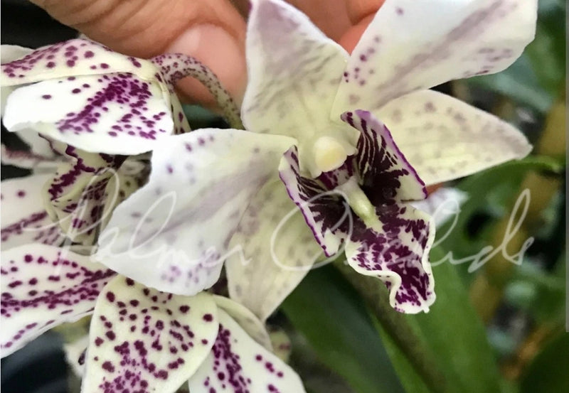 White orchid blooms with purple speckled petals and ruffled center, close-up.