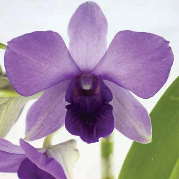 Purple aridang blue orchid bloom with dark center, single flower