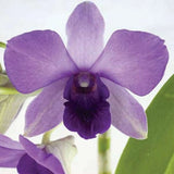 Dendrobium Aridang Blue Orchid Comes in 4