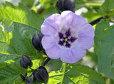 100+ Nicandra / Shoofly Plant, Apple of Peru seeds - organic FREE SHIPPINH Flowering Plants