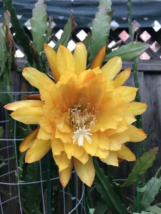 Yellow Orchid Cactus Epiphyllum Oxypetalum - 2 Plants in 4 Inch Pot Orchids