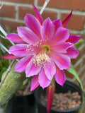 Hawaiian Punch epiphyllum cutting Orchids