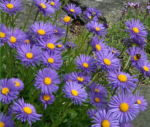 ASTER ALPINE BLUE Aster Alpinus - 50 Seeds Garden Plants