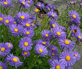 ASTER ALPINE BLUE Aster Alpinus - 50 Seeds Garden Plants