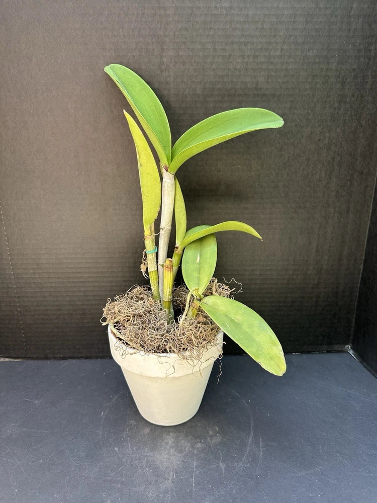 Green orchid plant with broad leaves in a white pot