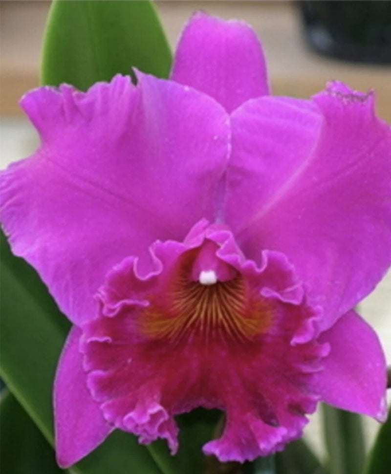Purple orchid in 5-inch pot, close-up of ruffled flower with yellow throat