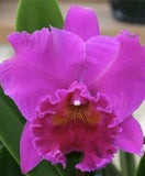 Rlc. Haruko Kenzaki 'Volcano Queen ' In 5in Pot Orchids