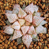 5CM Succulent Plant Haworthia Magnifica Splendens Rainbow Liliaceae Home Garden Garden Plants