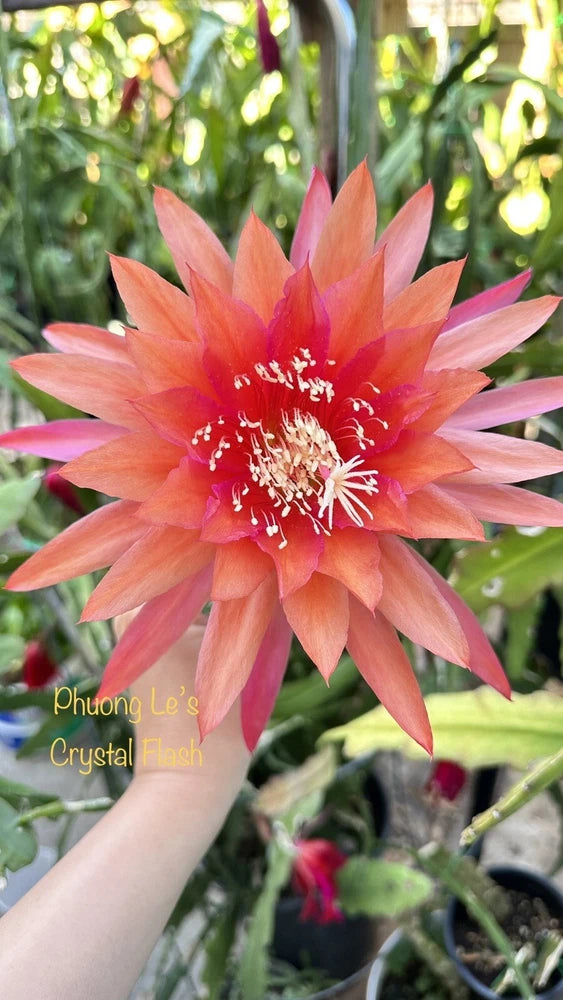 Orange-pink epiphyllum orchid cactus flower on a green plant, held by hand