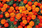 400 FRENCH MARIGOLD SPARKY Mixed Colors Calendula Flower Seeds *Flat S/H Flowering Plants