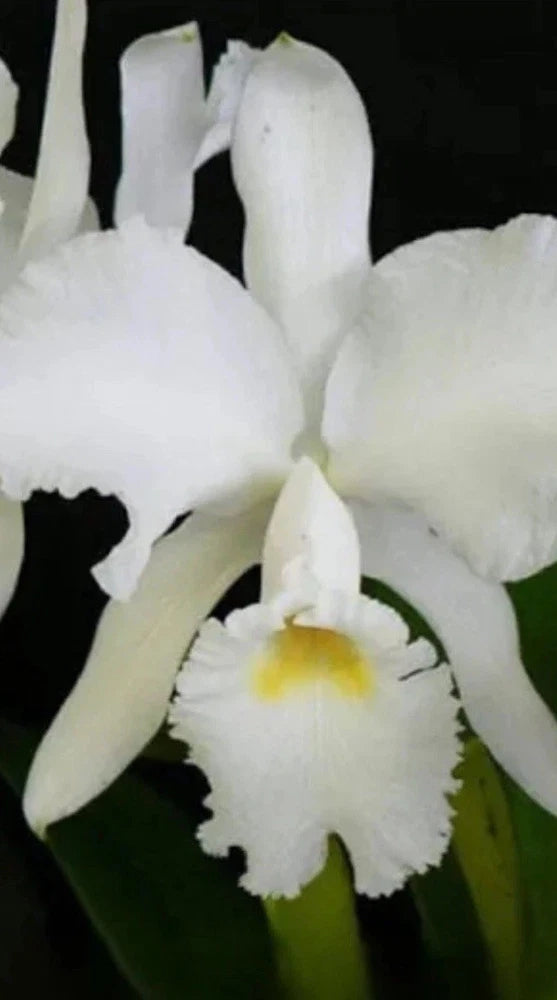 White Cattleya orchid with ruffled petals and yellow center