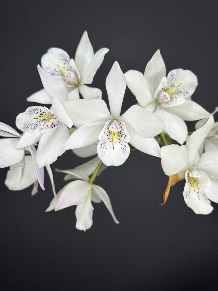 White cattleya orchid blooms with speckled centers