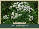 Eupatorium perfoliatum | Common Boneset | Starter Plant Plug Flowering Plants