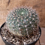 D7867 GYMNOCALYCIUM VIEDTZIANUM pot18-H12-W14 cm MaMa Cactus Green Plant