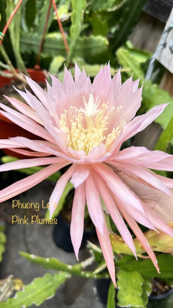 Pink Epiphyllum orchid cactus flower on green stem cutting