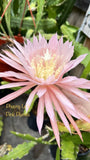 Epiphyllum Orchid Cactus ÒPink Plumes Ó 8inch Cutting Stem, Unrooted. Orchids