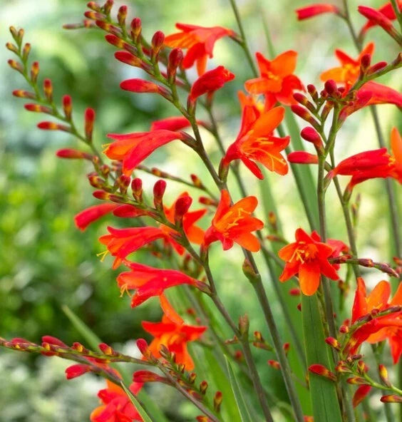 Easy to Grow  Crocosmia Red/Orange Hot Mix 20+  Plant Bulbs Spring Summer Flower Flowering Plants