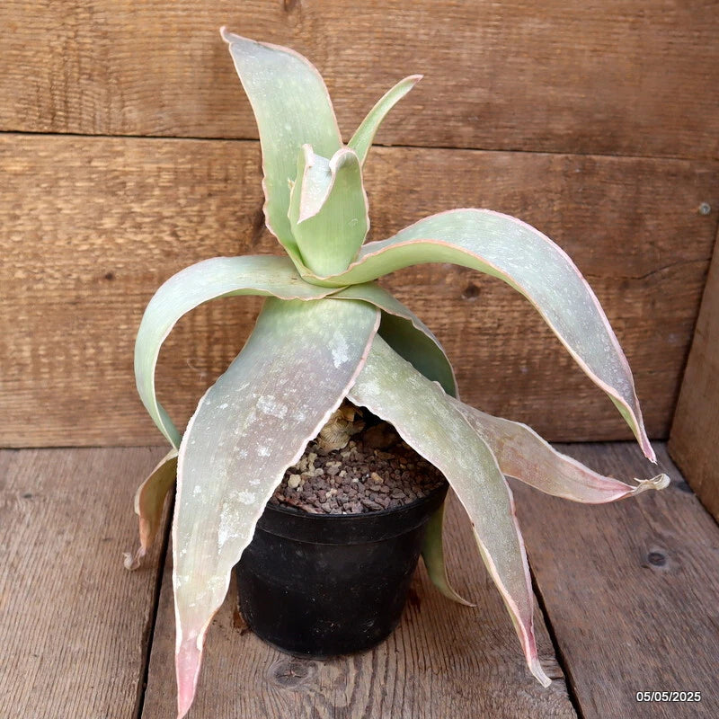 Potted aloe plant with long green leaves and pale pink edges