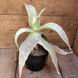 A9898 ALOE STRIATA pot14-H30-W30 cm MaMa Cactus Green Plant
