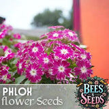 Phlox Seeds - 125 Seeds - Magenta Star - Garden Bloom Annual Flower Seeds Garden Plants