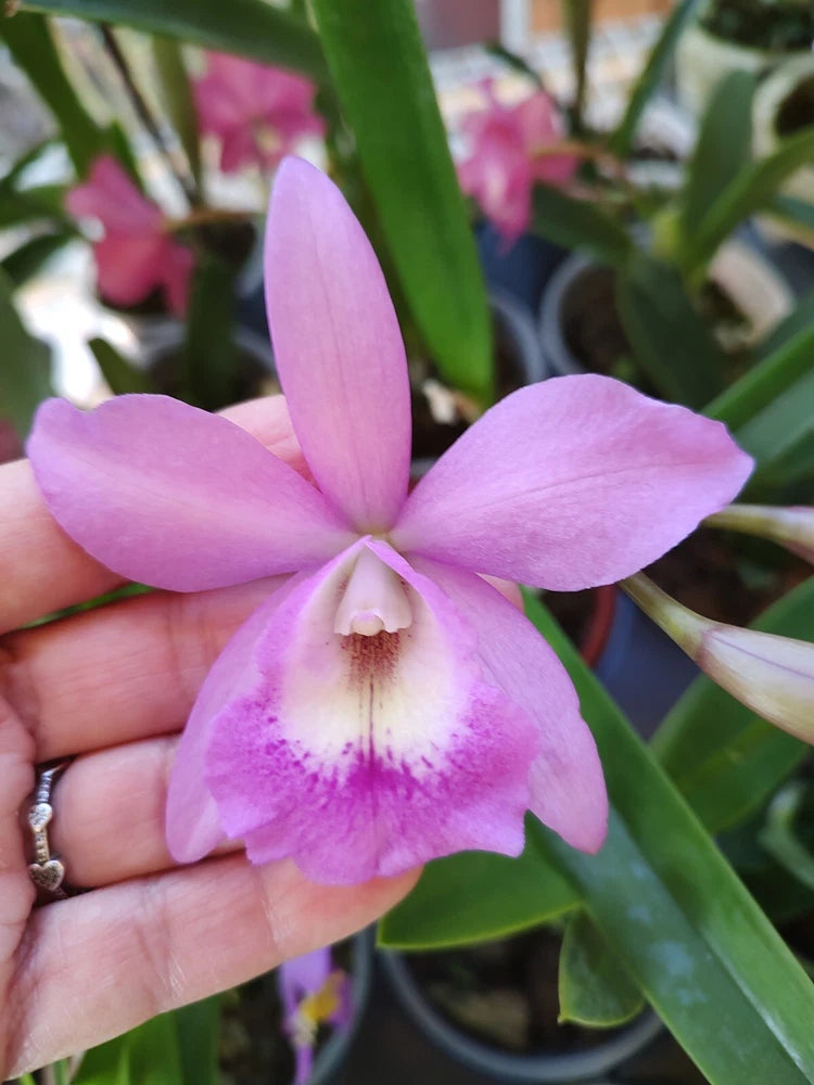 Cattleya orchid flower with pink petals and yellow lip, green leaves
