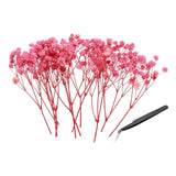 30 Pcs Dried Gypsophila Flower 4" Pink Pressed Flowers with Tweezer Dried Flower