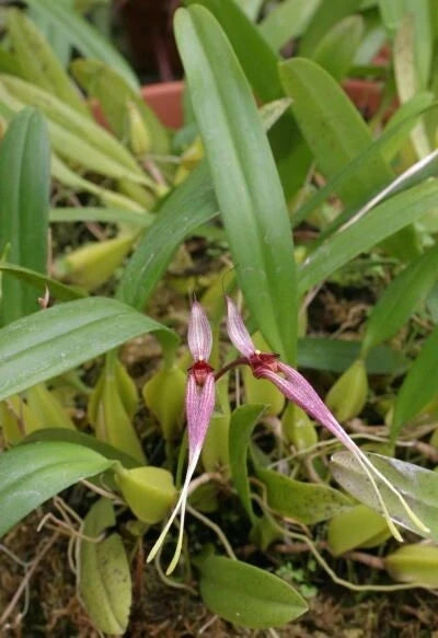 Small potted orchid plant with slender pink-purple buds and green leaves
