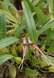 Bulb Biflorum Comes in 4