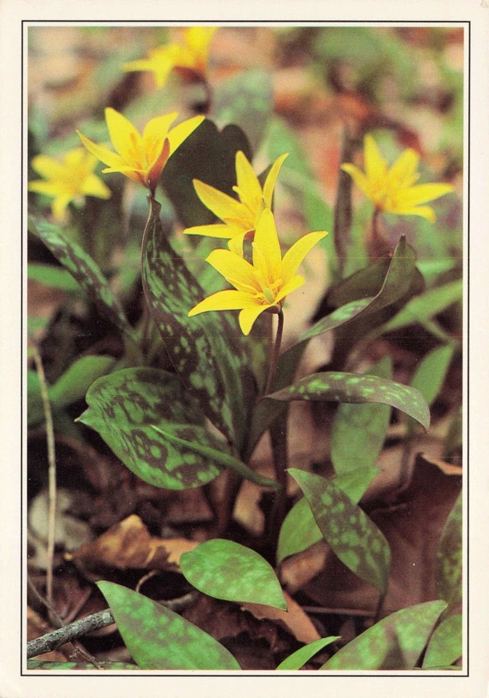 Trout Lily Yellow Flower Vintage Continental Postcard Unposted Lily
