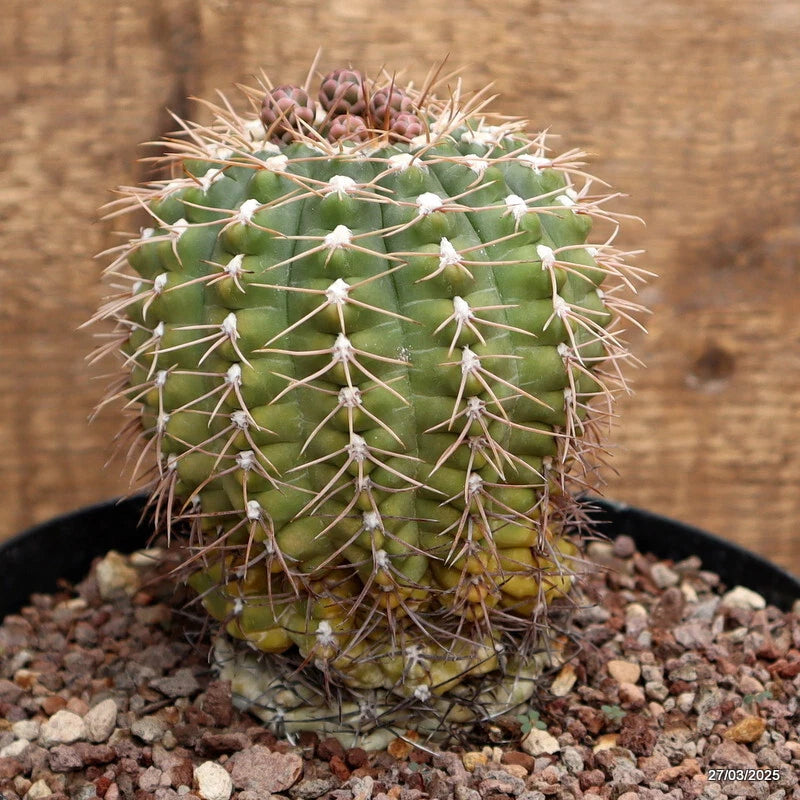 Green barrel cactus with white spines in a black pot on gravel