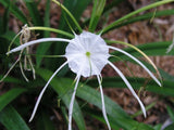 Hymenocallis, large, blooming-size bulb Flowering Plants