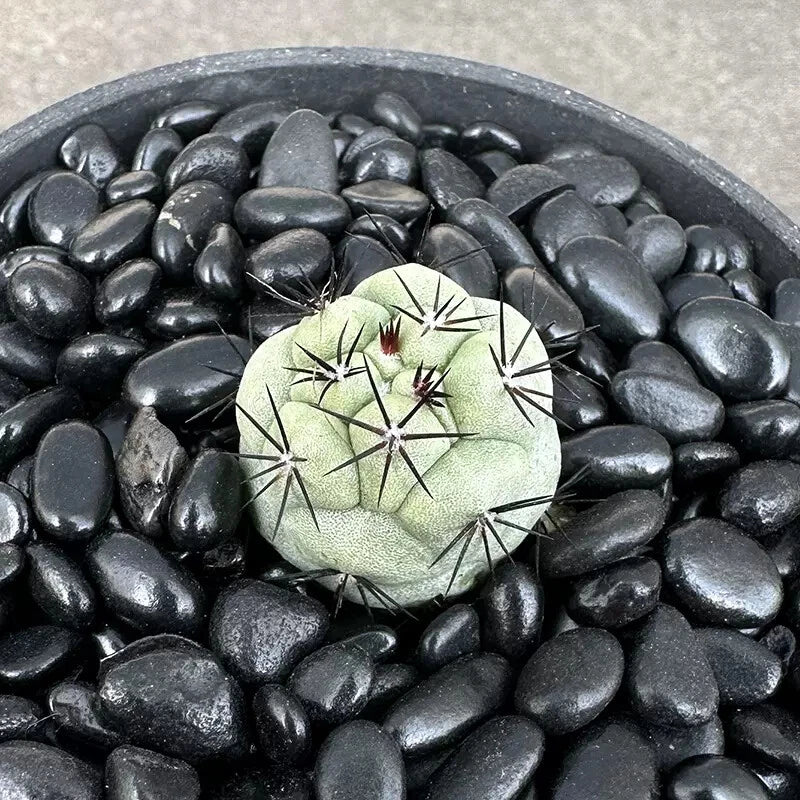 2.5-3cm 1PCS Live Ortegocactus Macdougallii Beautiful Garden Outdoor Planting Garden Plants
