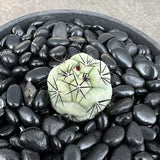 2.5-3cm 1PCS Live Ortegocactus Macdougallii Beautiful Garden Outdoor Planting Garden Plants
