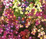 SPURRED SNAPDRAGON TOADFLAX FAIRY BOUQUET Linaria Maroccana - 25,000 Bulk Seeds Bouquet