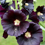 Nigra Hollyhock Seeds | Large Black / Deep Red Flowers | Free Shipping | 1193 Flowering Plants