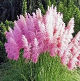 Pink Pampas grass seeds 200 Organic and natural grass biofuel green environment Pampas Grass