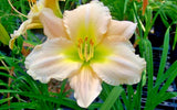 5 JOAN SENIOR DAYLILY SEEDS -  Hemerocallis 'Joan Senior' Garden Plants