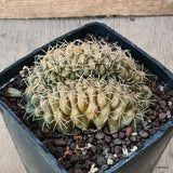 D5675 GYMNOCALYCIUM BALDIANUM CRESTED pot10-H5-W9 cm MaMa Cactus Green Plant