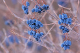 20 NANNYBERRY SWEET VIBURNUM Lentago Shrub Tree Blue Black Berry Fruit White Flo Flowering Plants