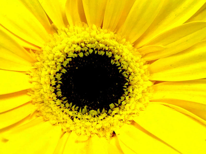 EYE OF THE SUNFLOWER II  4x6 " MATTED PHOTO PRINT,  FREE SHIPPING IN USA !! Sunflower