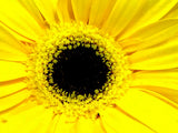 EYE OF THE SUNFLOWER II  4x6 " MATTED PHOTO PRINT,  FREE SHIPPING IN USA !! Sunflower