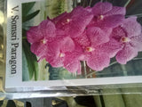 orchid Vanda somsri paragon hanging plant Orchids