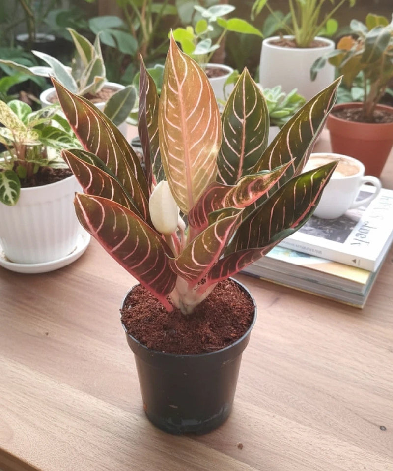 Rare Aglaonema Pride of Sumatra Pos - Indoor Chinese Evergreen Houseplant Green Plant