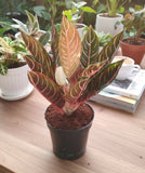 Rare Aglaonema Pride of Sumatra Pos - Indoor Chinese Evergreen Houseplant Green Plant