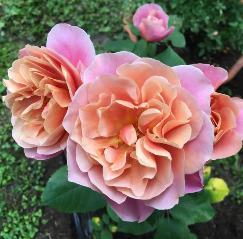 Bronze Distant Drums Hardy Rose Seeds - Pack 30 Seeds - Rose Flower Gardening Garden Plants