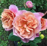 Bronze Distant Drums Hardy Rose Seeds - Pack 30 Seeds - Rose Flower Gardening Garden Plants