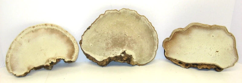 3 Dried Tree Conks,  8" x 6", 7" x 5" and 7" x 4"  For Painting or Crafts Dried Flower