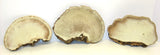 3 Dried Tree Conks,  8" x 6", 7" x 5" and 7" x 4"  For Painting or Crafts Dried Flower