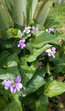 (20) Twenty - Wild Violet Flower Plant Purple Viola, Bareroot Rhizomes Bulbs Flowering Plants